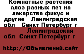 Комнатные растения алоэ разных лет на лекарства фикус и другие - Ленинградская обл., Санкт-Петербург г.  »    . Ленинградская обл.,Санкт-Петербург г.